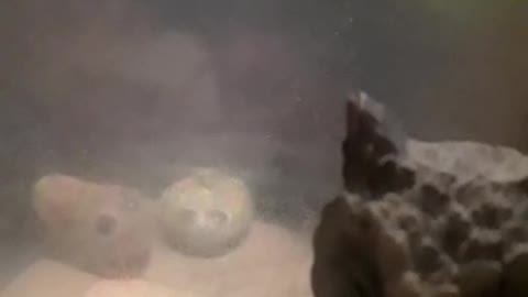 Ocultos en la Niebla.