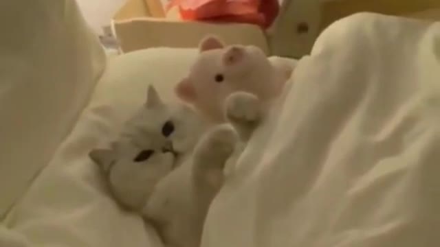 Funny animals video