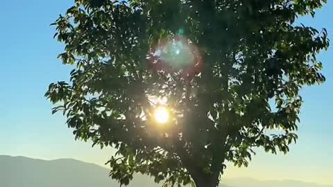 Everything needs sunlight