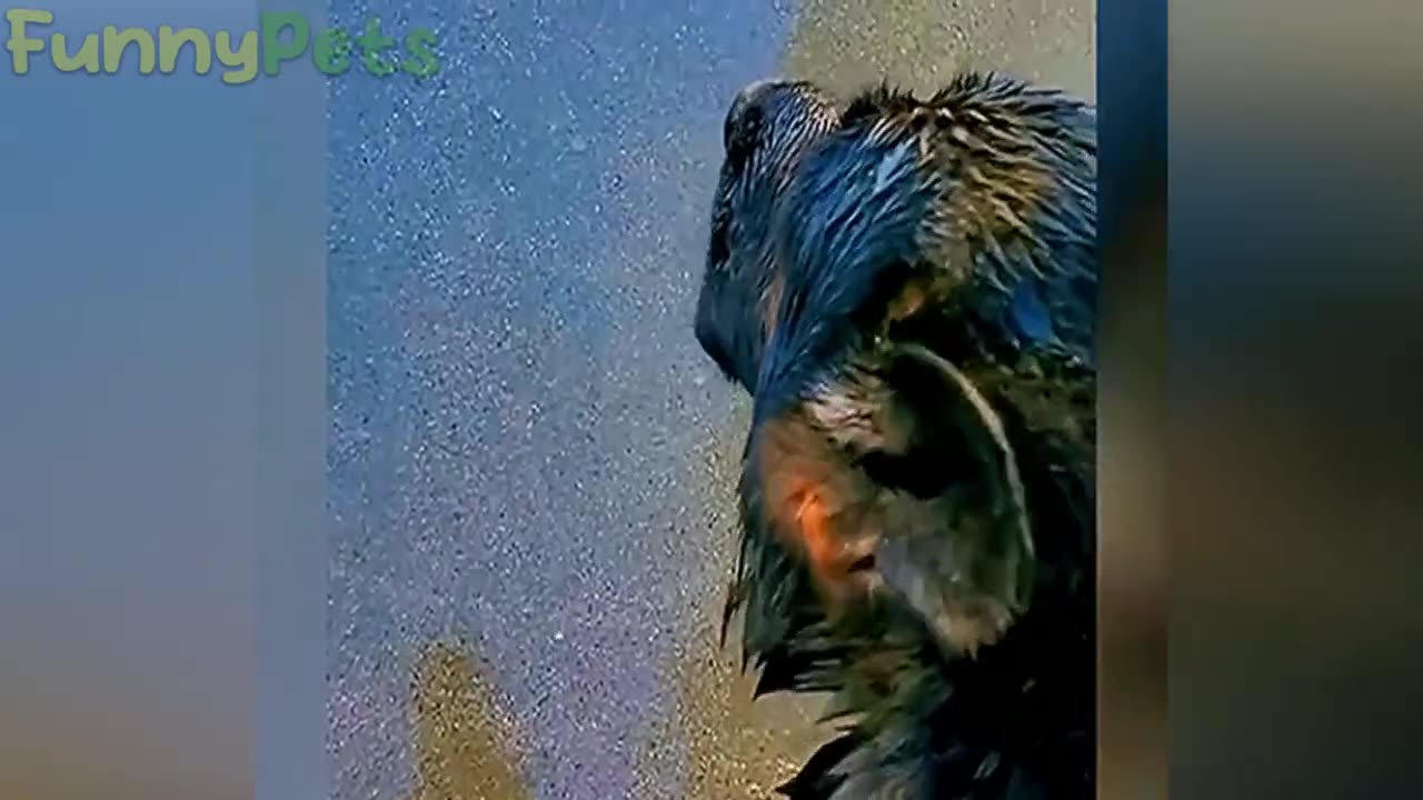 ๐Best Funny Pets ๐
