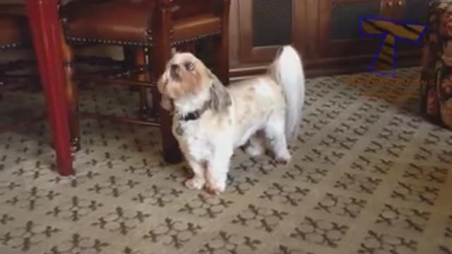 Try not to laugh loud funny animals