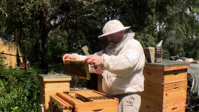 BEEKEEPER SEPTEMBER INSPECTION GOT WEIRD !