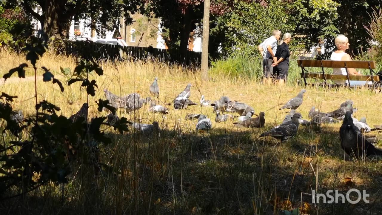 Pigeons