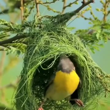 His Eye is on the Sparrow