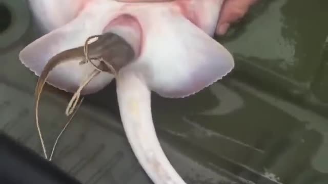 #shorts stingray gives birth