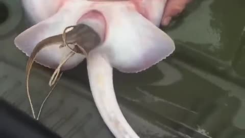 #shorts stingray gives birth