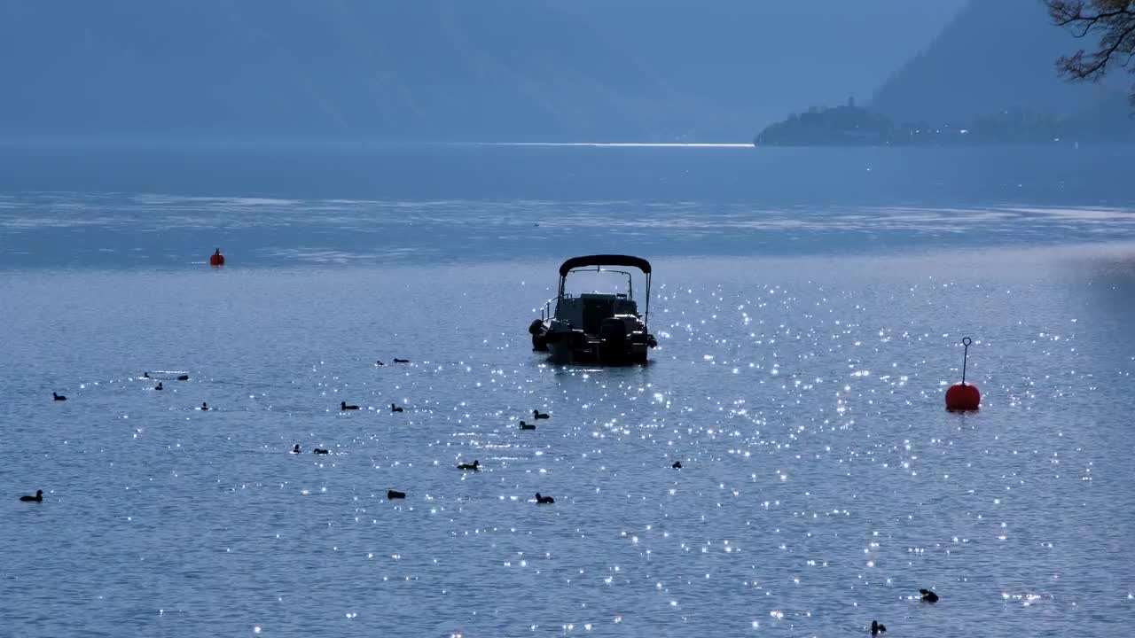 Lake Boat Water Sun Sparkle Water Bird Coot