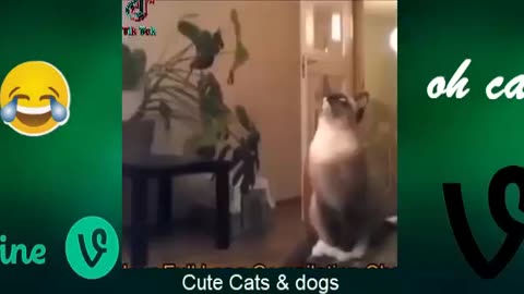 Funny animal