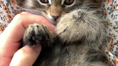 A Dance of Paws: The Gentle Bond Between Owner and Kitten