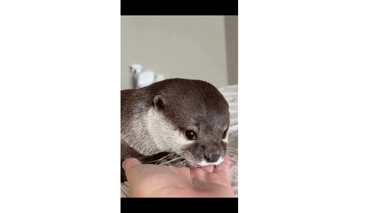 Funny Otter Compilation - Derpy & Funny Otters