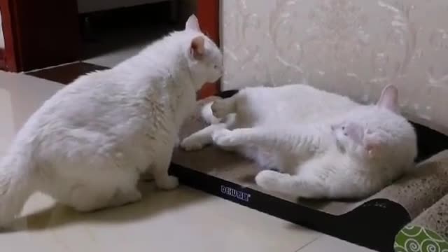 Cats know what we feel