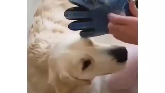 🐶🐶🐶