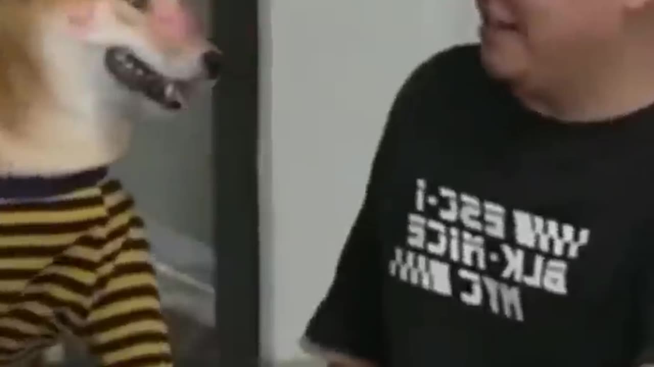 Funny dog