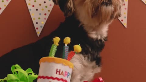 DOG BIRTHDAY