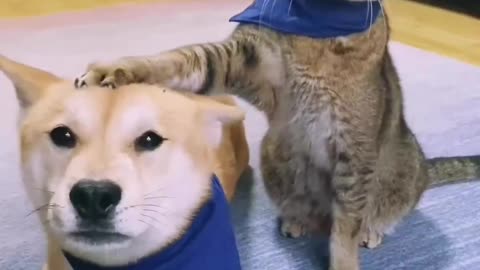 Funny cate and dog training video | very cute animal video