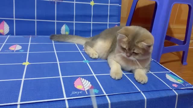 Aww so adorable Leo cat Oh my God too cute