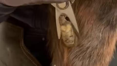 Latest trend with Horse chestnut #asmr #oddlysatisfying #tiktok #farrier