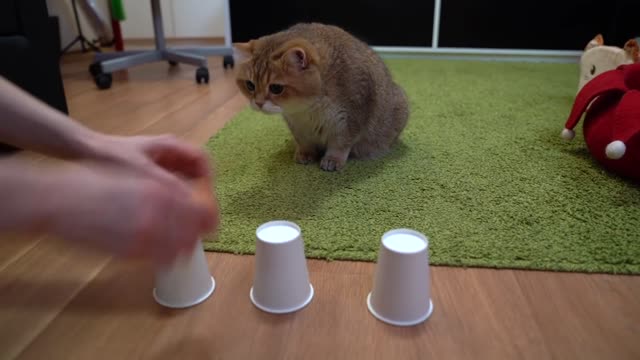 Where is the ball