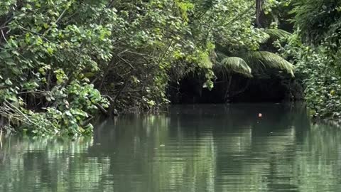 🇩🇲 Indian River in Dominica Boating