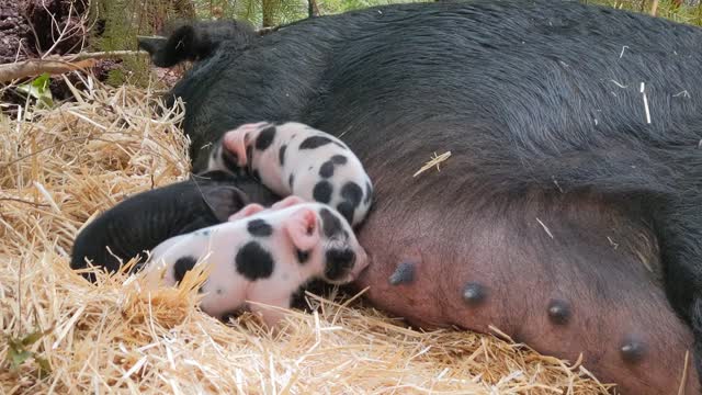 Day Old Piglets Feeding