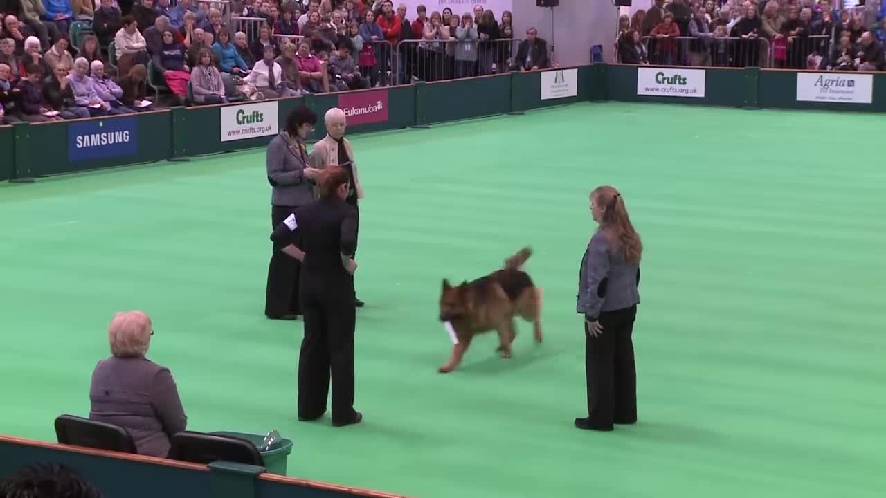 HOW TO TRAIN YOUR DOG DOG TRANING