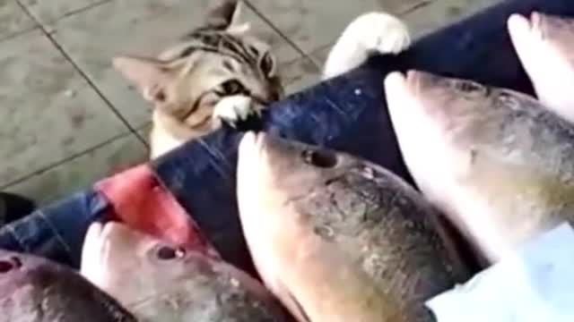 A cat and his friend went to the fish stall