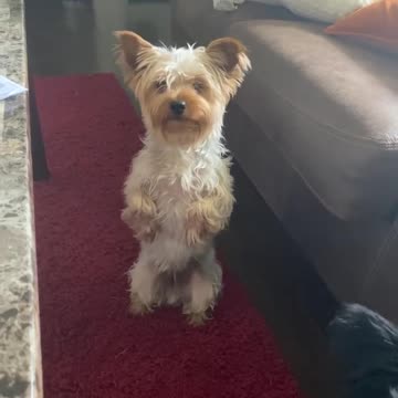 Yorkie Stands on Two Legs to Get Food