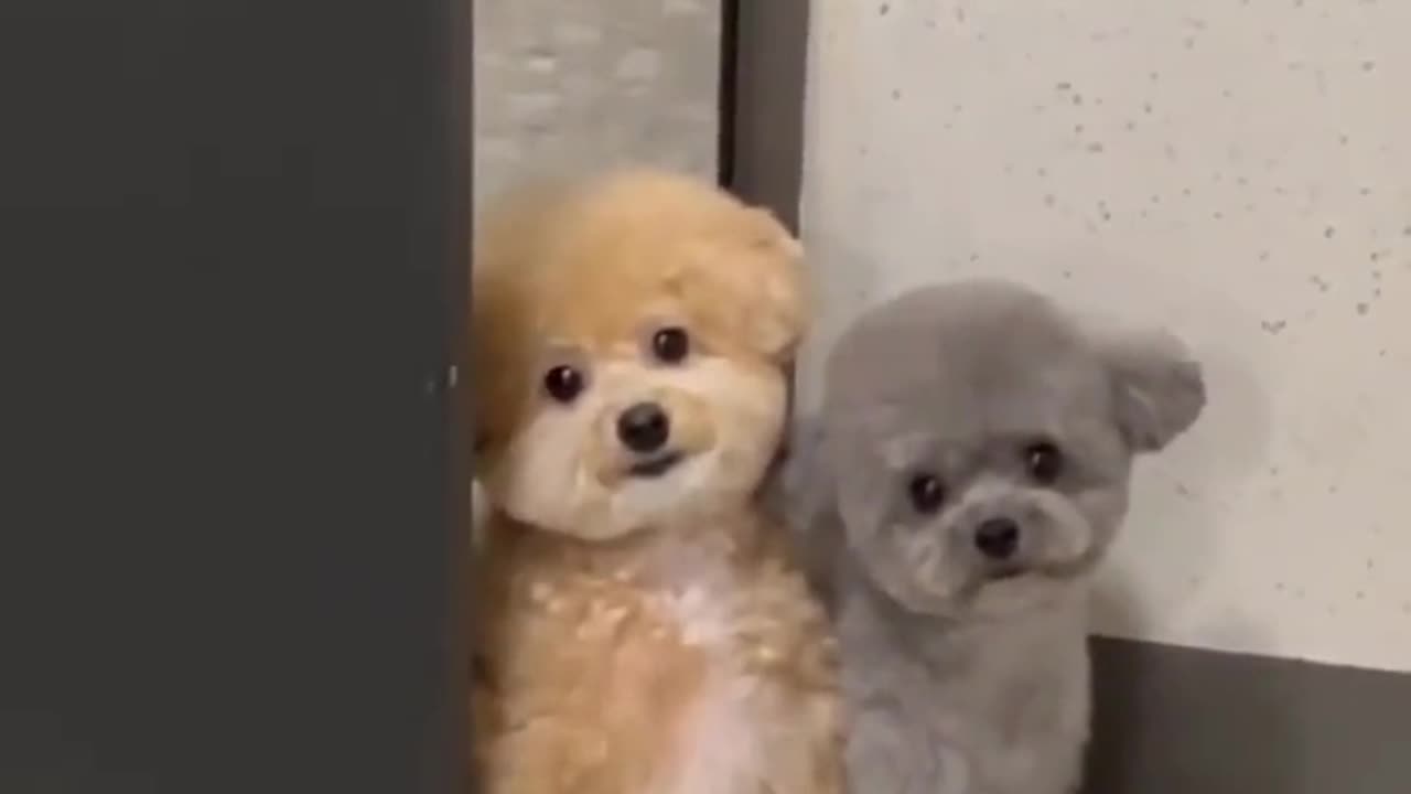 YOU ARE NOT LEAVING SAYS THE CUTE BABY DOGS.