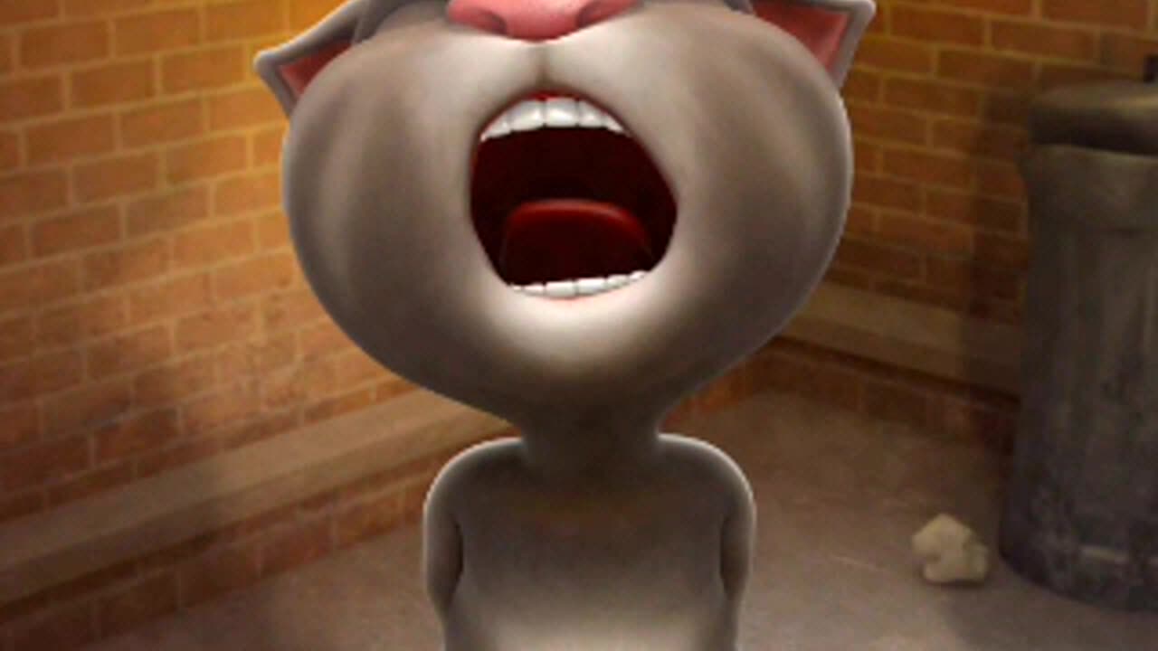 Funny cat