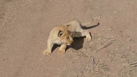 (REALLY CUTE AUDIO) Baby lion cubs chatting with Mom