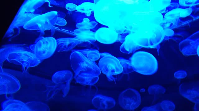 jellyfish glow