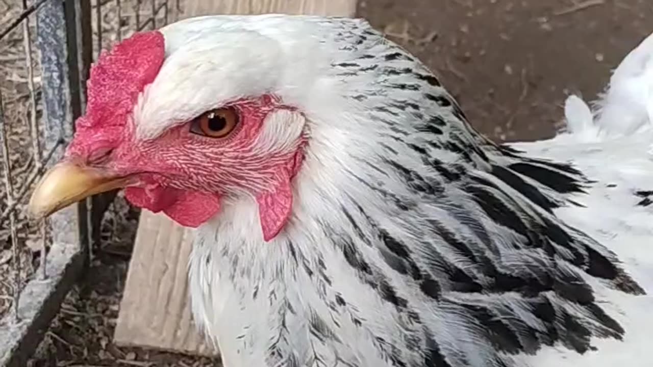 Beautiful Light Colombian Brahma Hen