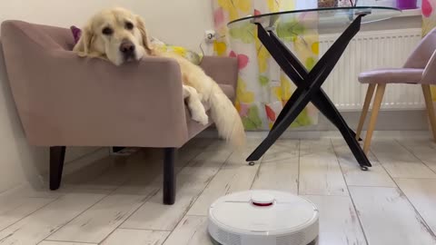 Funny Golden Retriever Reacts to Robot Vacuum Dreame D9!