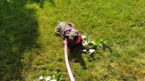 Bella in the Yard