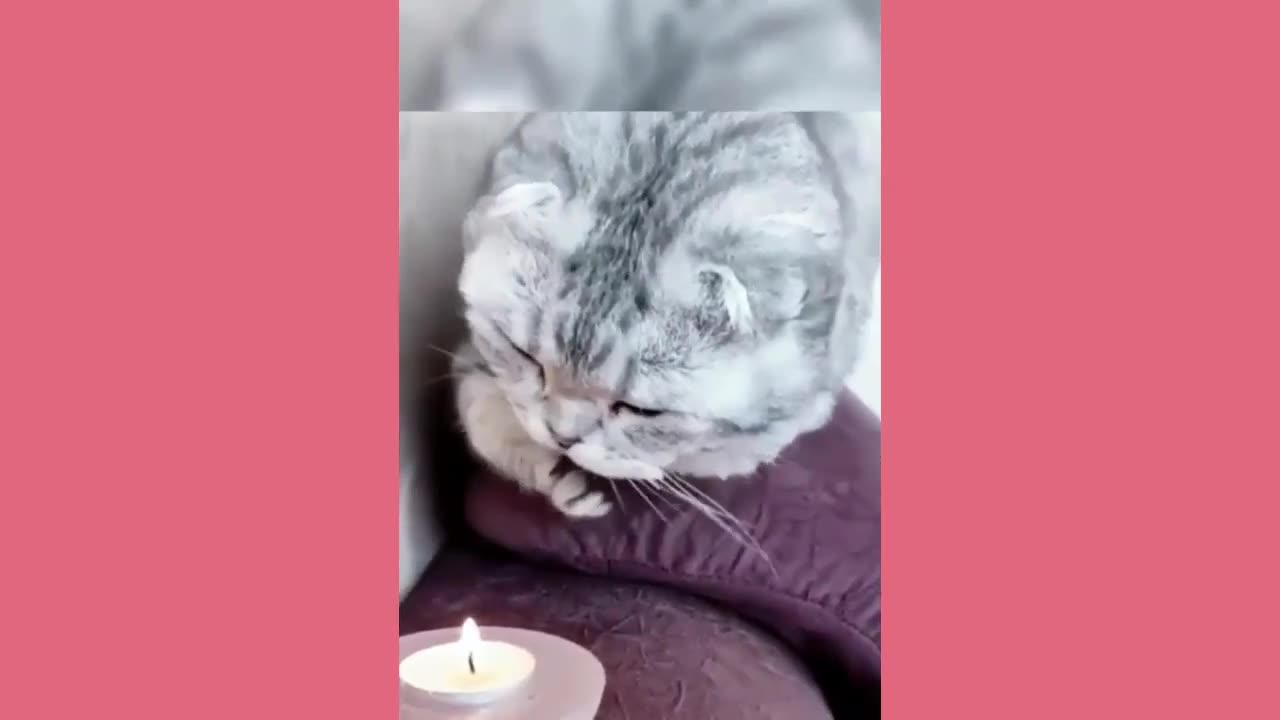 Funny animals - Funny cats and dogs😆🤣