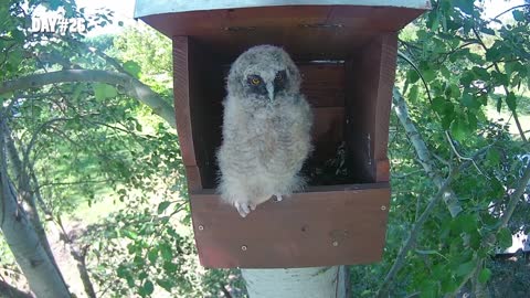 Long-eared Owls breeding in Hungary in 2022 at Tiszavasvári