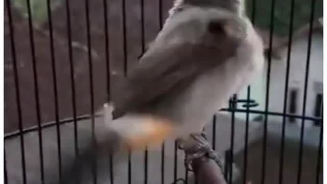 Kutilang bird