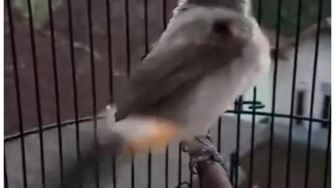 Kutilang bird