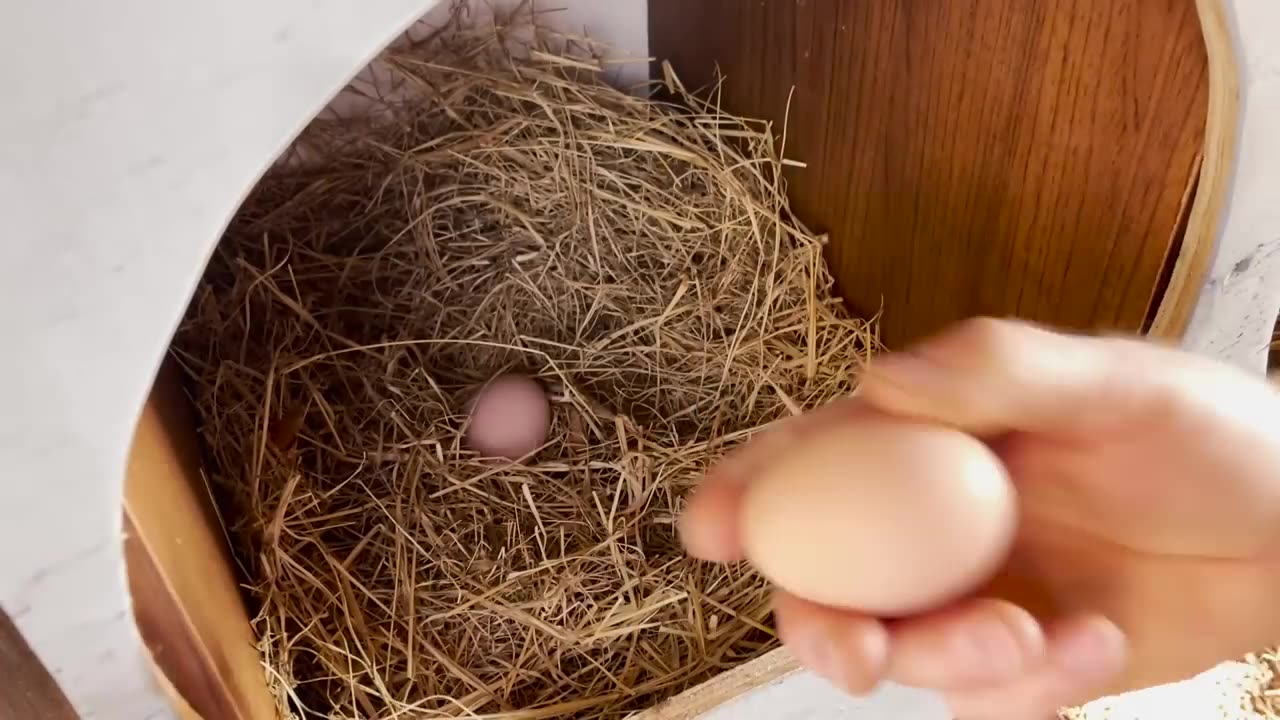 EASY HEN FORMING IN HOME