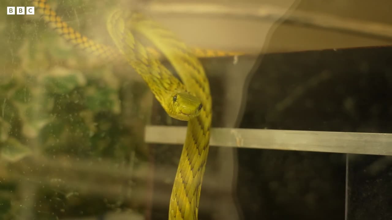 Extracting Venom From Deadly Snakes | 24 Hours With | BBC Earth