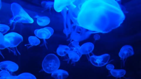 Jellyfish swimming