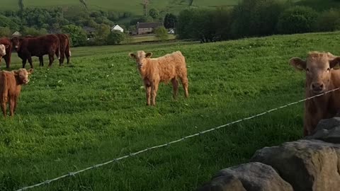 Cows looking at me like i ordered a steak😂😂