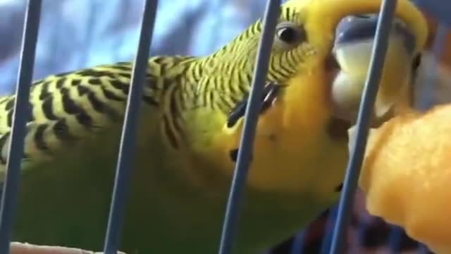 Smart And Funny Parrots Parrot Talking Videos Compilation 2 Super Dogsp13