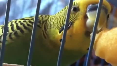 Smart And Funny Parrots Parrot Talking Videos Compilation 2 Super Dogsp13