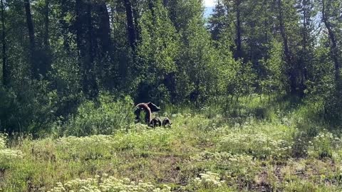 I spotted grizzly bear 399's newest grandkids - her daughter 610 and her new cub triplets. July