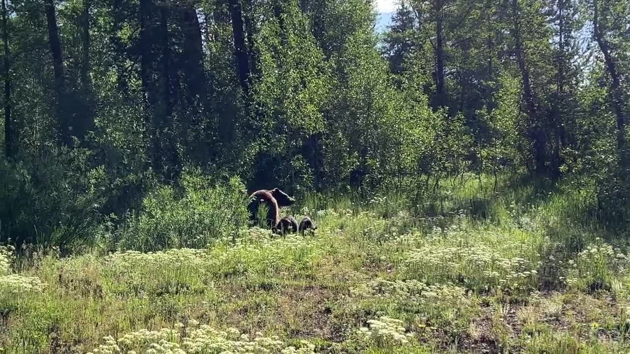 I spotted grizzly bear 399's newest grandkids - her daughter 610 and her new cub triplets. July