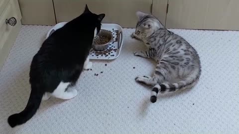 Bengal Kittens Vs Older Cats