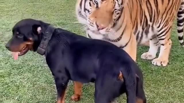 Friendship across breeds