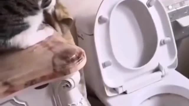 Cute cat, there must be something cute