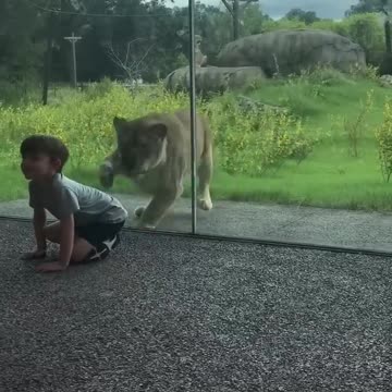 Lion attacked to kid